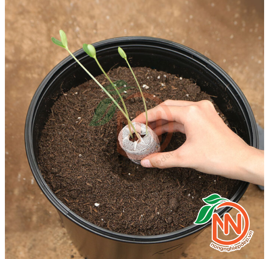 Viên Nén Xơ Dừa - Ươm Mầm - Ươm Hạt