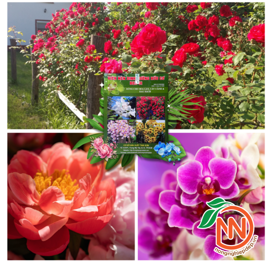 Viên Nén Dinh Dưỡng Hữu Cơ Ben - 01