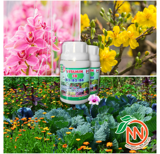 Vitamin 3B (B1-B2-B6) – Phân Bón Lá Vi Lượng