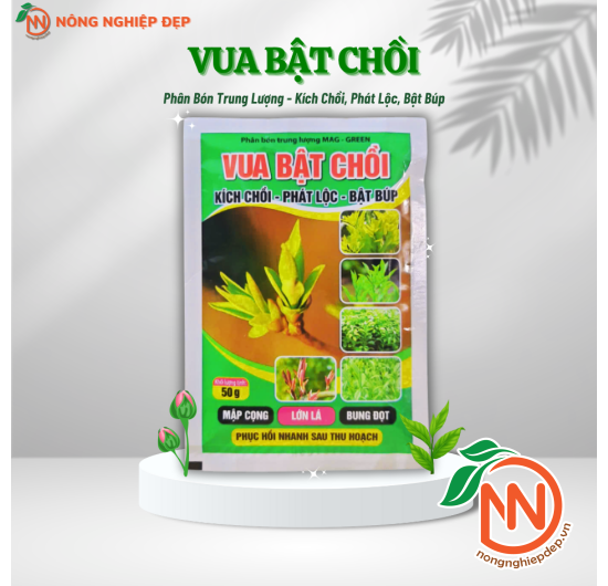 Vua Bật Chồi | Mập Cọng - Lớn Lá - Bung Đọt