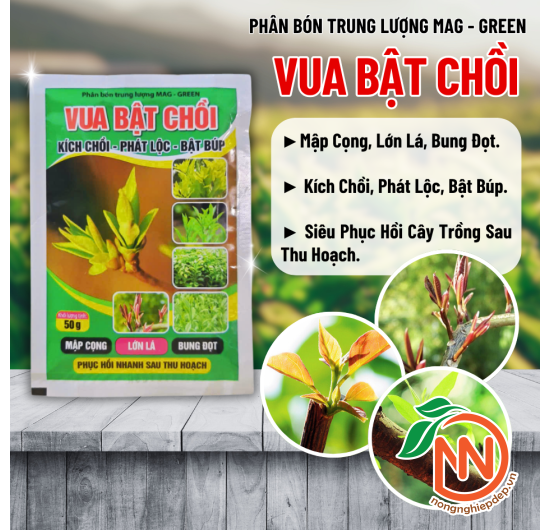Vua Bật Chồi | Mập Cọng - Lớn Lá - Bung Đọt