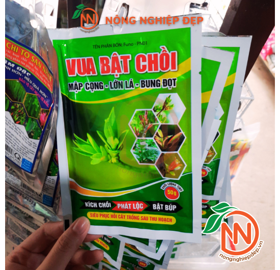 Vua Bật Chồi | Mập Cọng - Lớn Lá - Bung Đọt