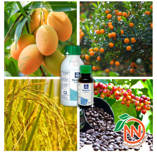 Phân Bón Vi Lượng BORTRAC - Ra Hoa, Đậu Trái, Chống Rụng Trái